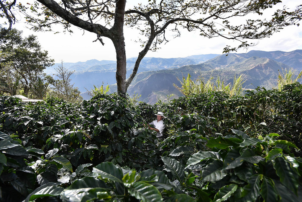 Колумбия Нариньо