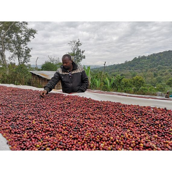 Микролот "Эфиопия Оромия Зиначу Аддису", фото , изображение 6